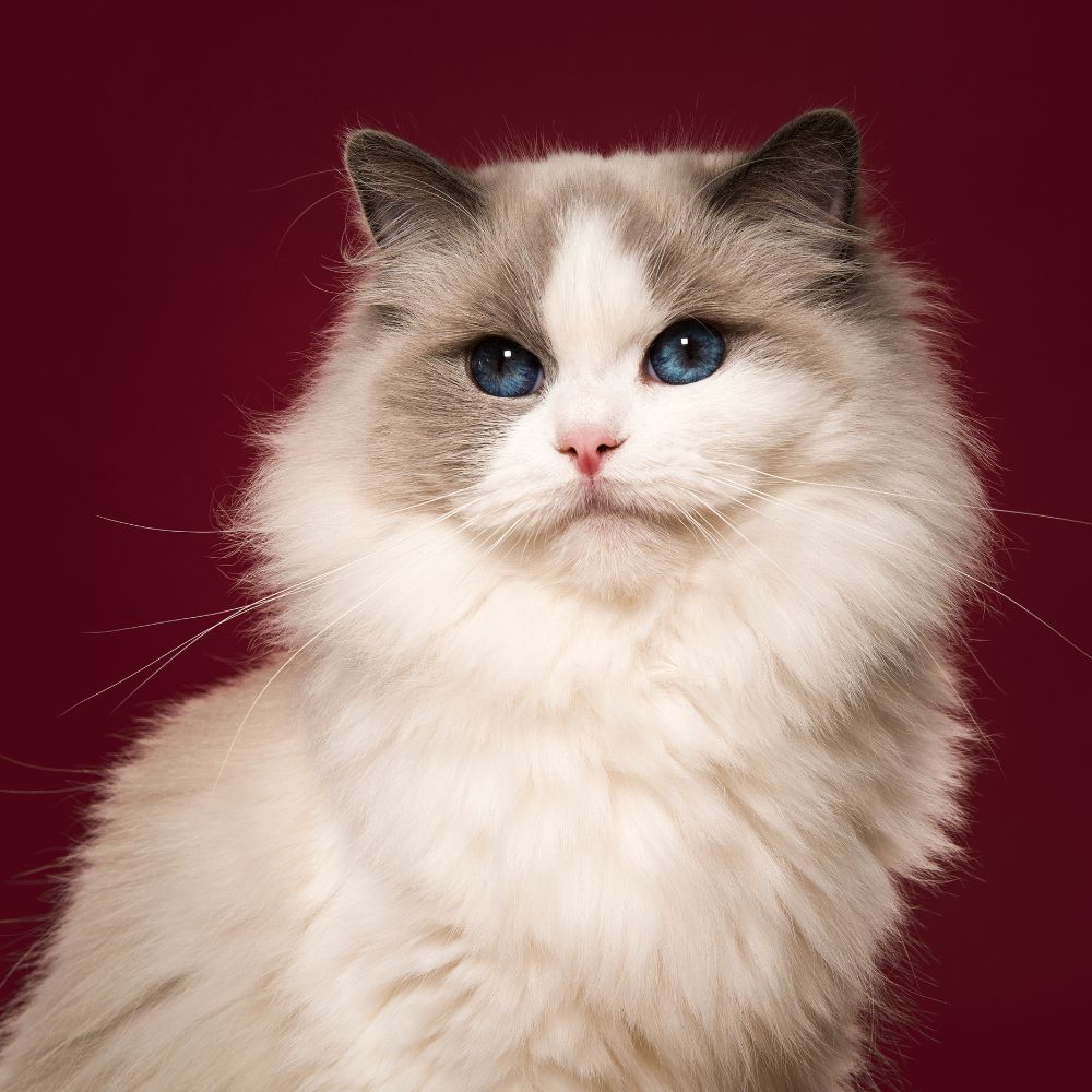 chat de race ragdoll blanc yeux bleus