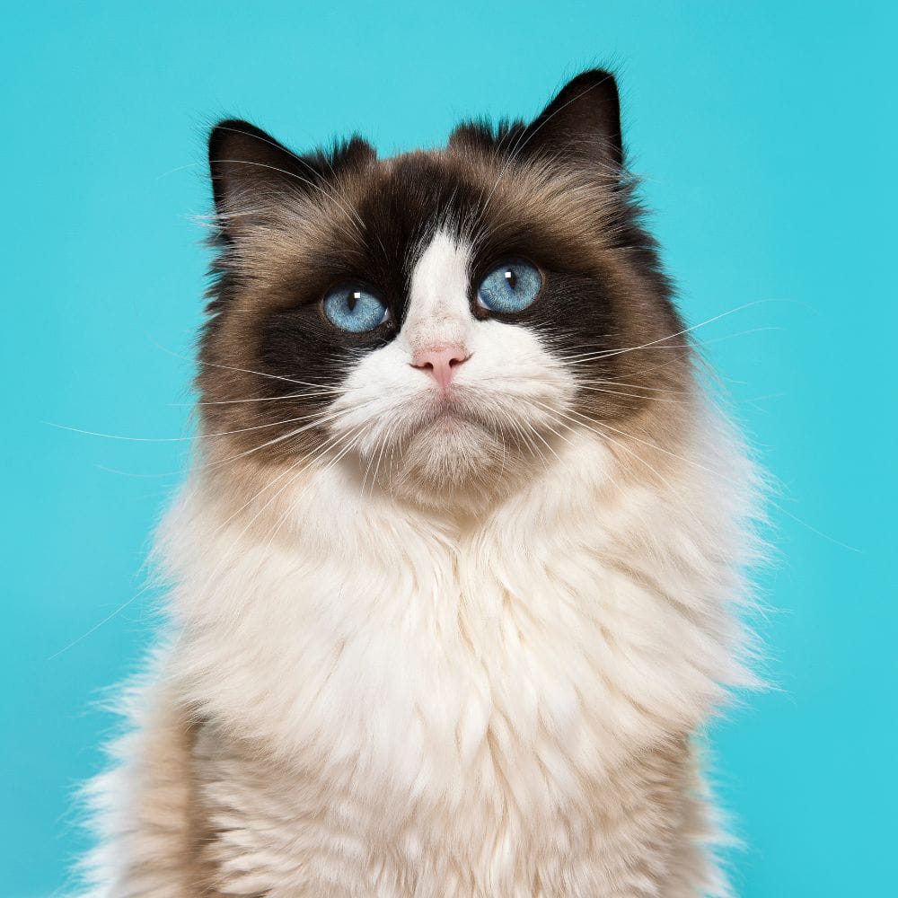 chat de race ragdoll yeux bleus