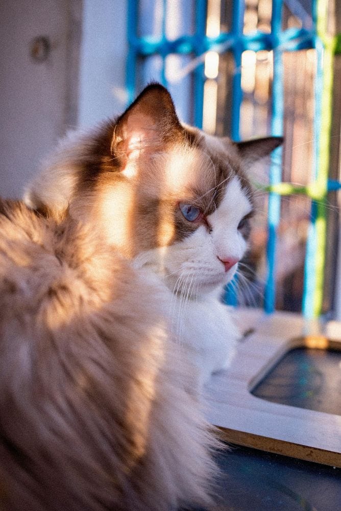 chat ragdoll a la fenêtre