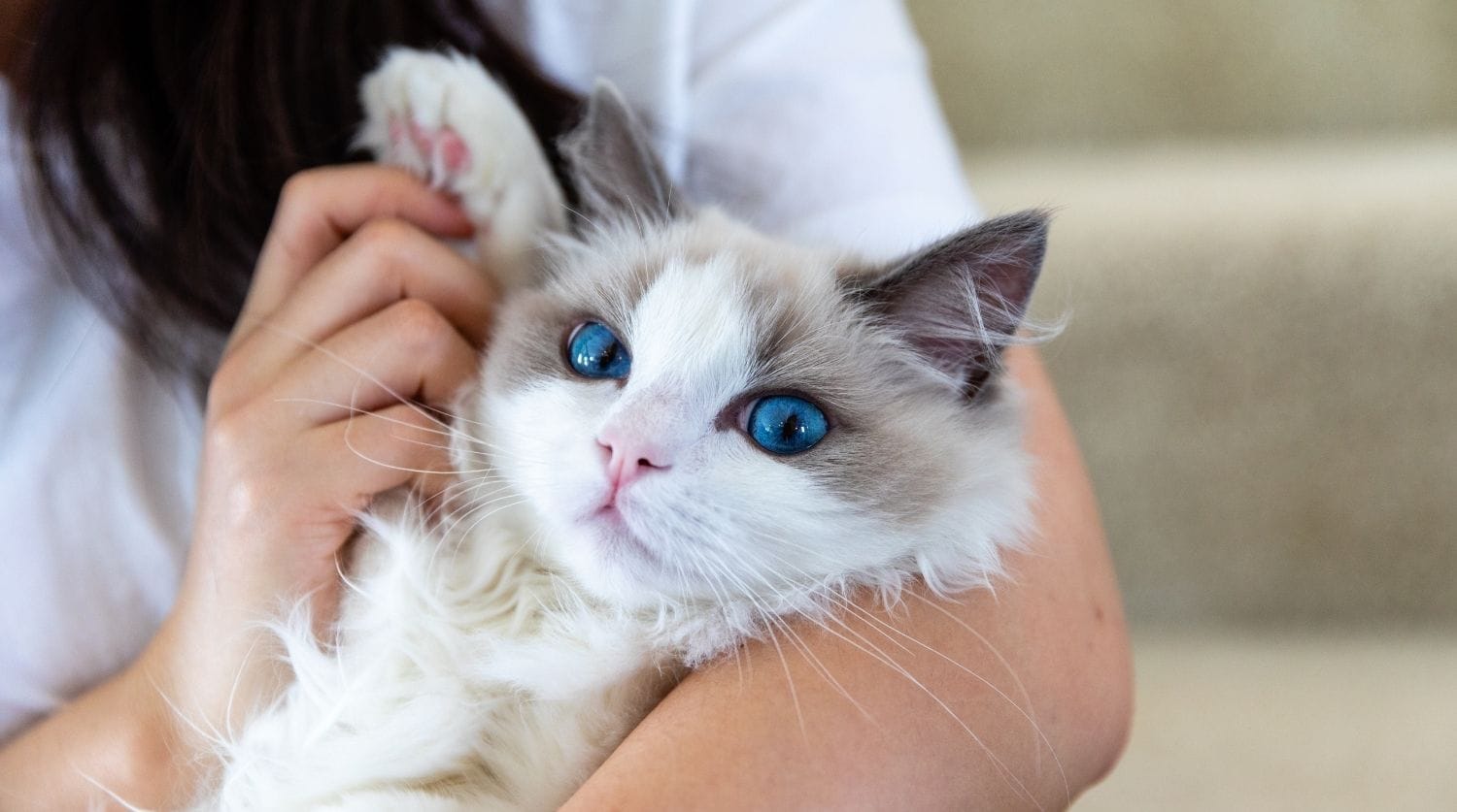 chat ragdoll blanc yeux bleus dans les bras de son maitre