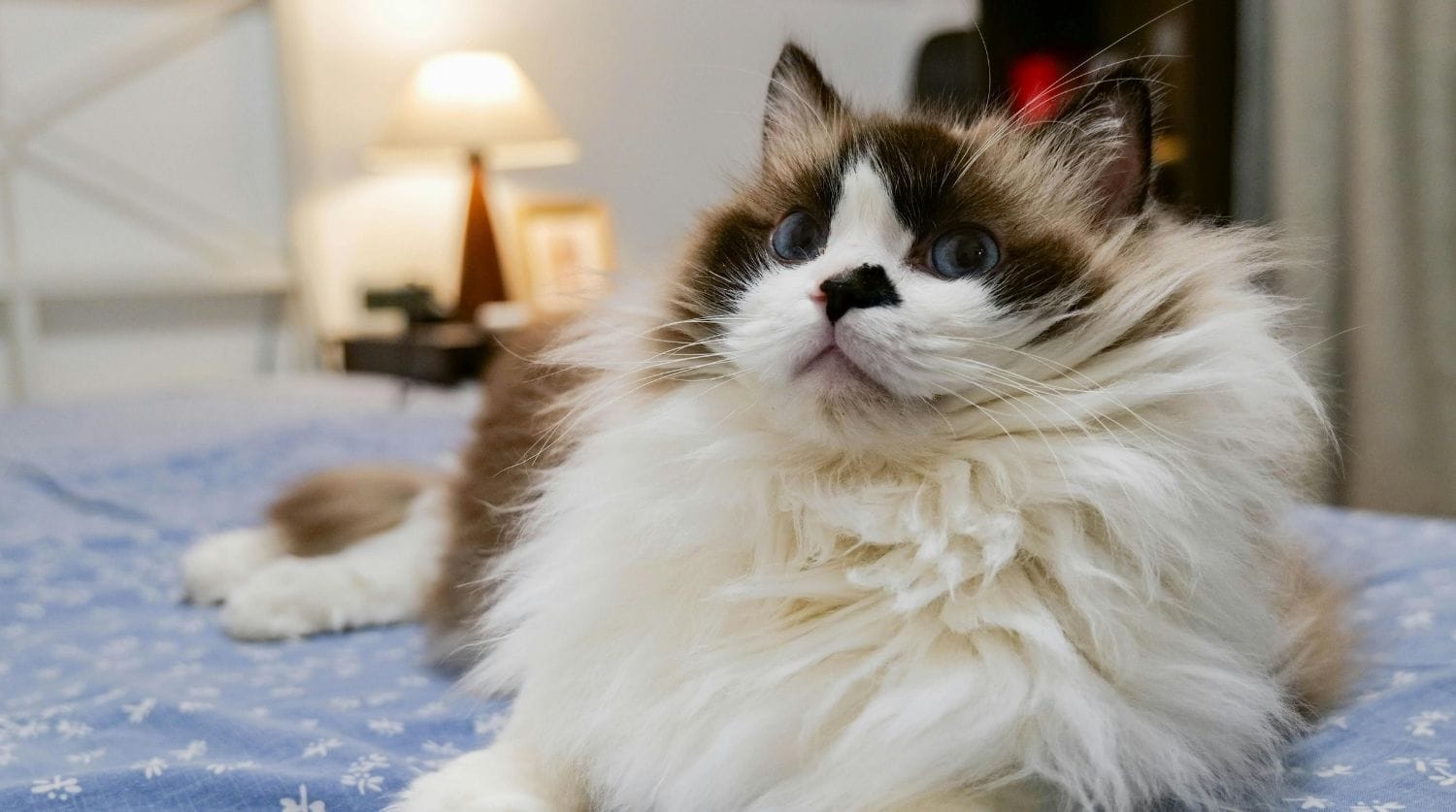 chat ragdoll sur un lit