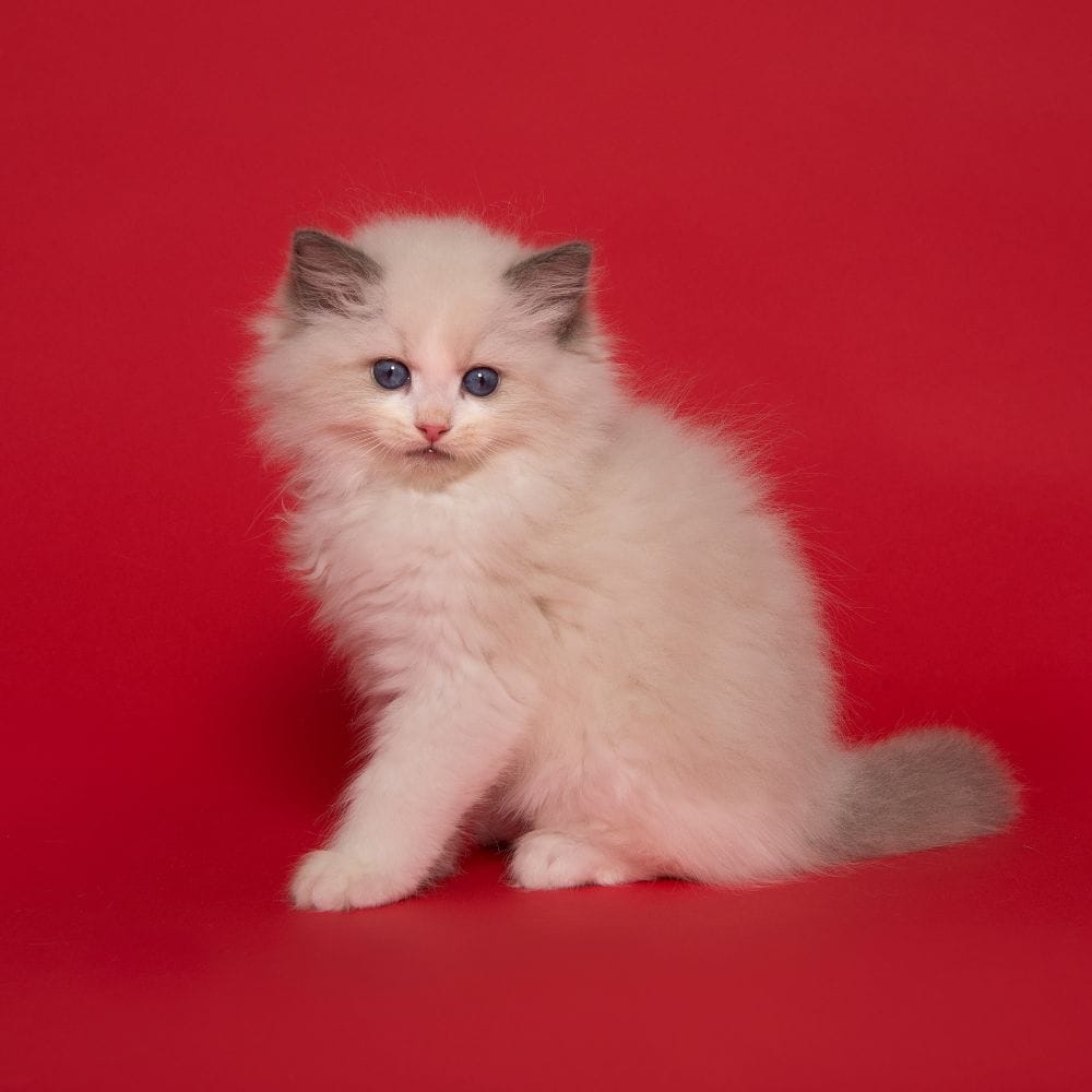 chaton race ragdoll