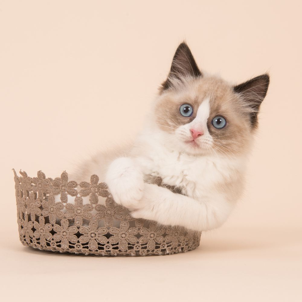 chaton ragdoll