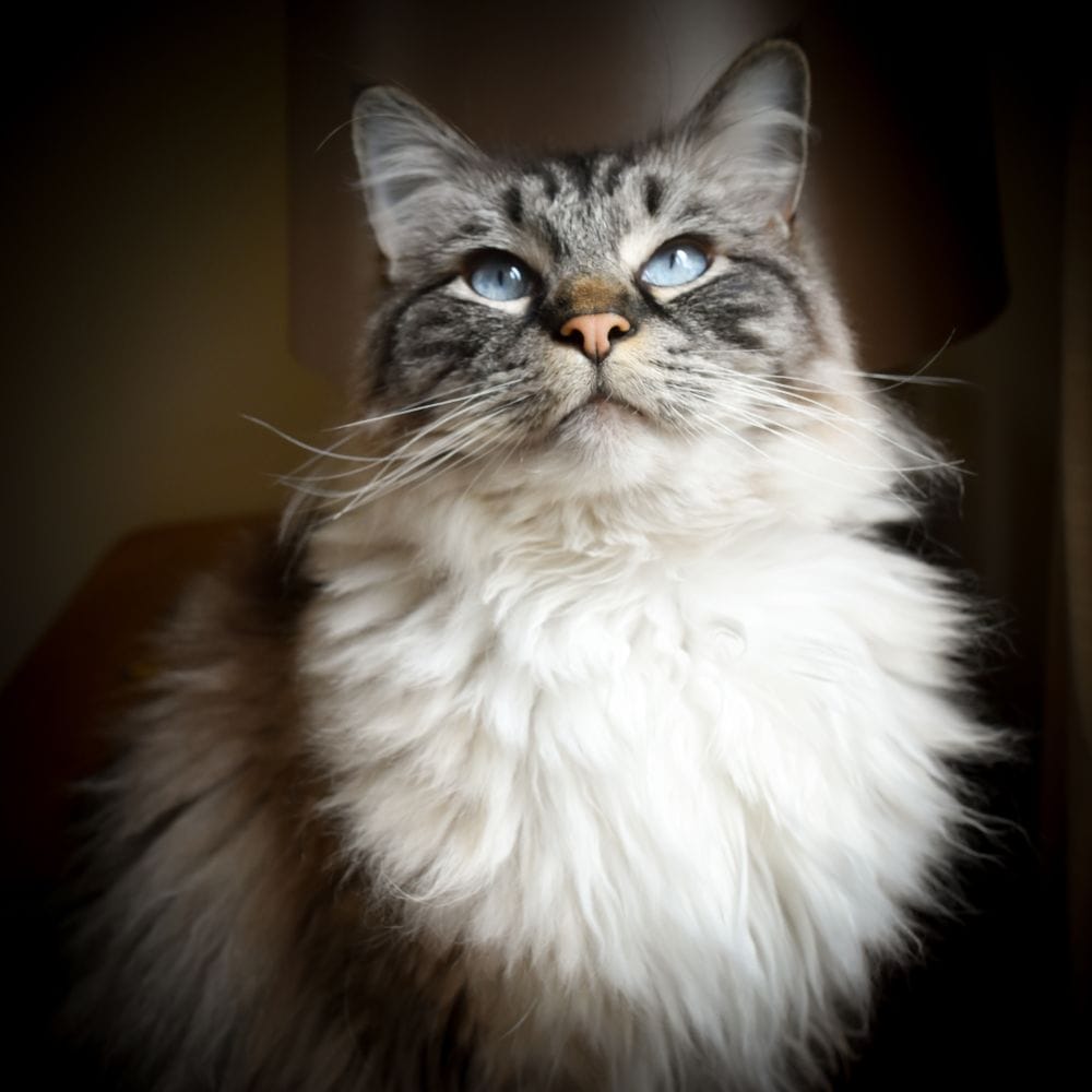 ragdoll yeux bleus gris